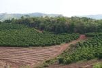 Brazil Cerrado - Görsel 3